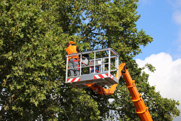 Best Seasonal Cleanup  in Whitefish, MT