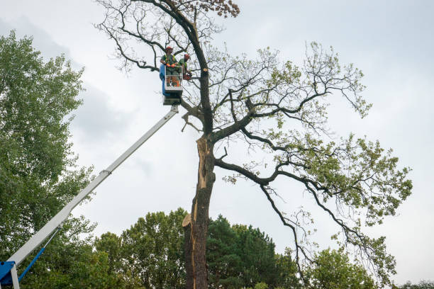 Best Tree Removal Service  in Whitefish, MT