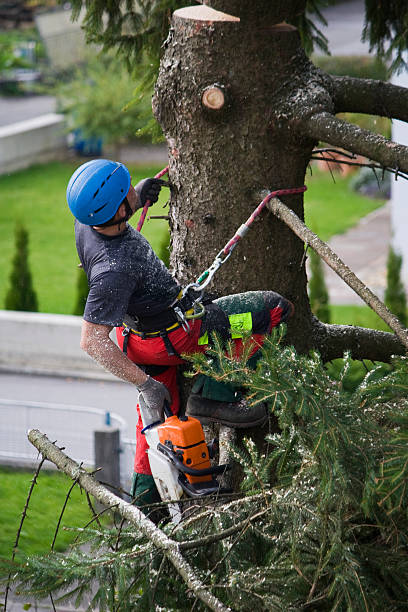 Tree and Shrub Care in Whitefish, MT