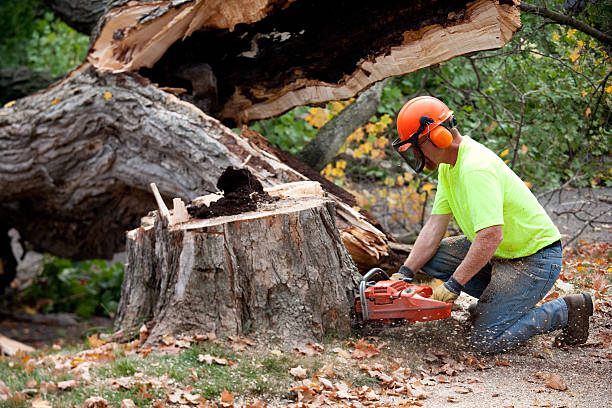 Best Tree Cabling and Bracing  in Whitefish, MT