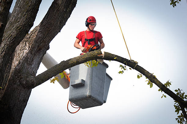 Best Tree Disease Treatment  in Whitefish, MT