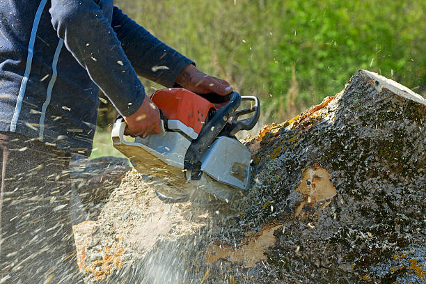 Why Choose Our Tree Removal Services in Whitefish, MT?